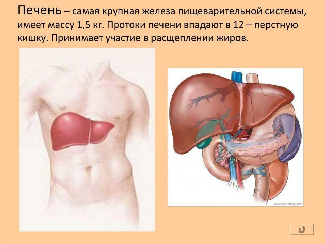 Печень 8 класс