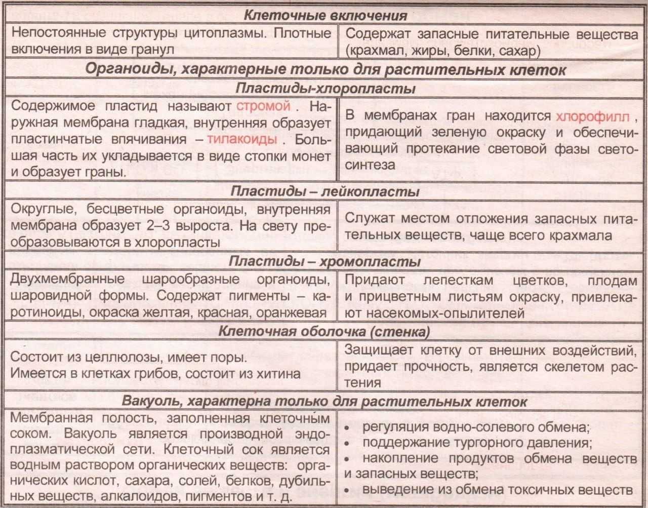 Практическая работа 1 строение и функции клетки. Функции органоидов клетки таблица егэ. органоиды клетки и их функции таблица. органоиды клетки егэ. органоиды клетки шпоры егэ.