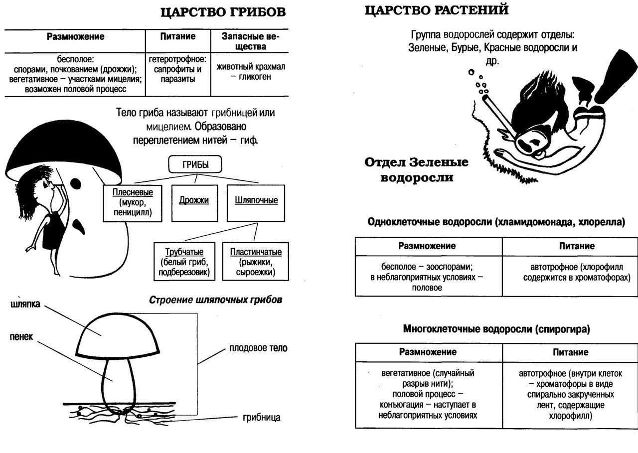 Ботаника в таблицах и схемах