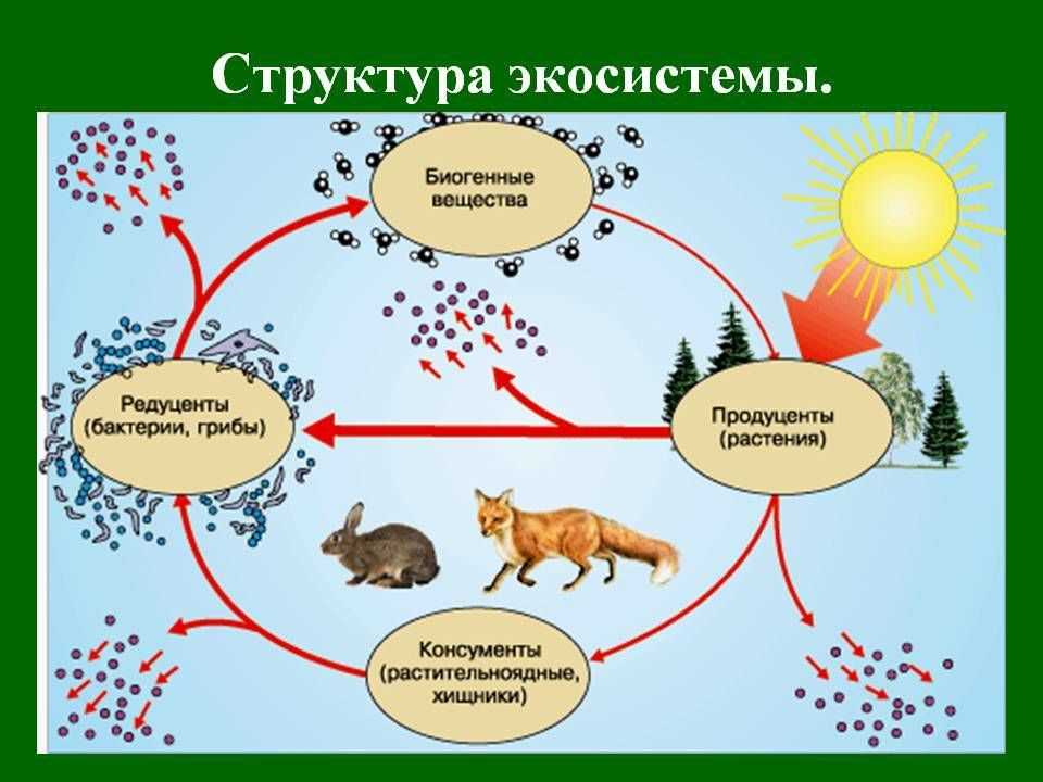 Экология животных схема