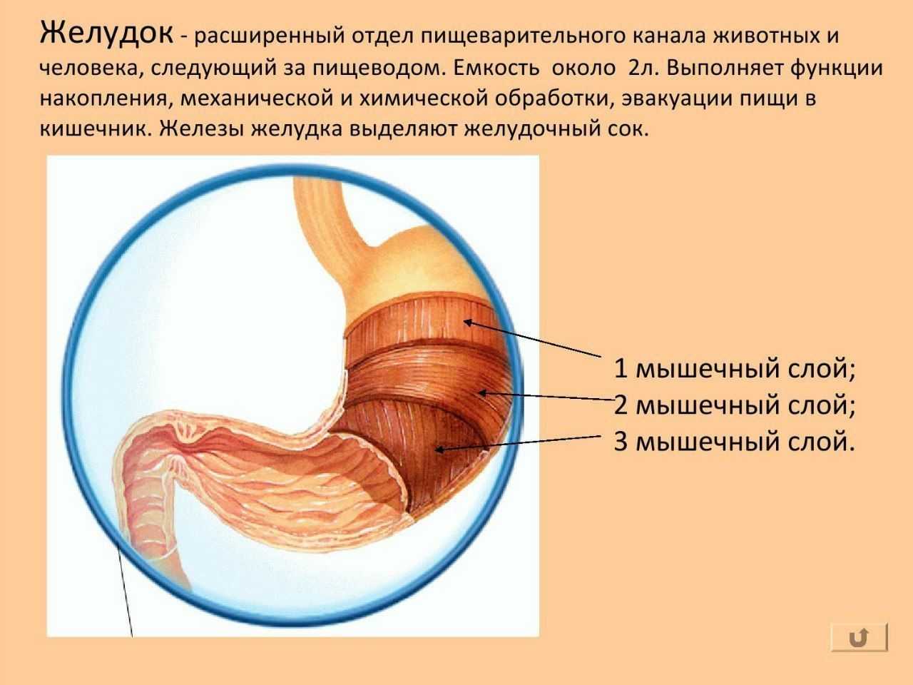 Мышечная стенка желудка