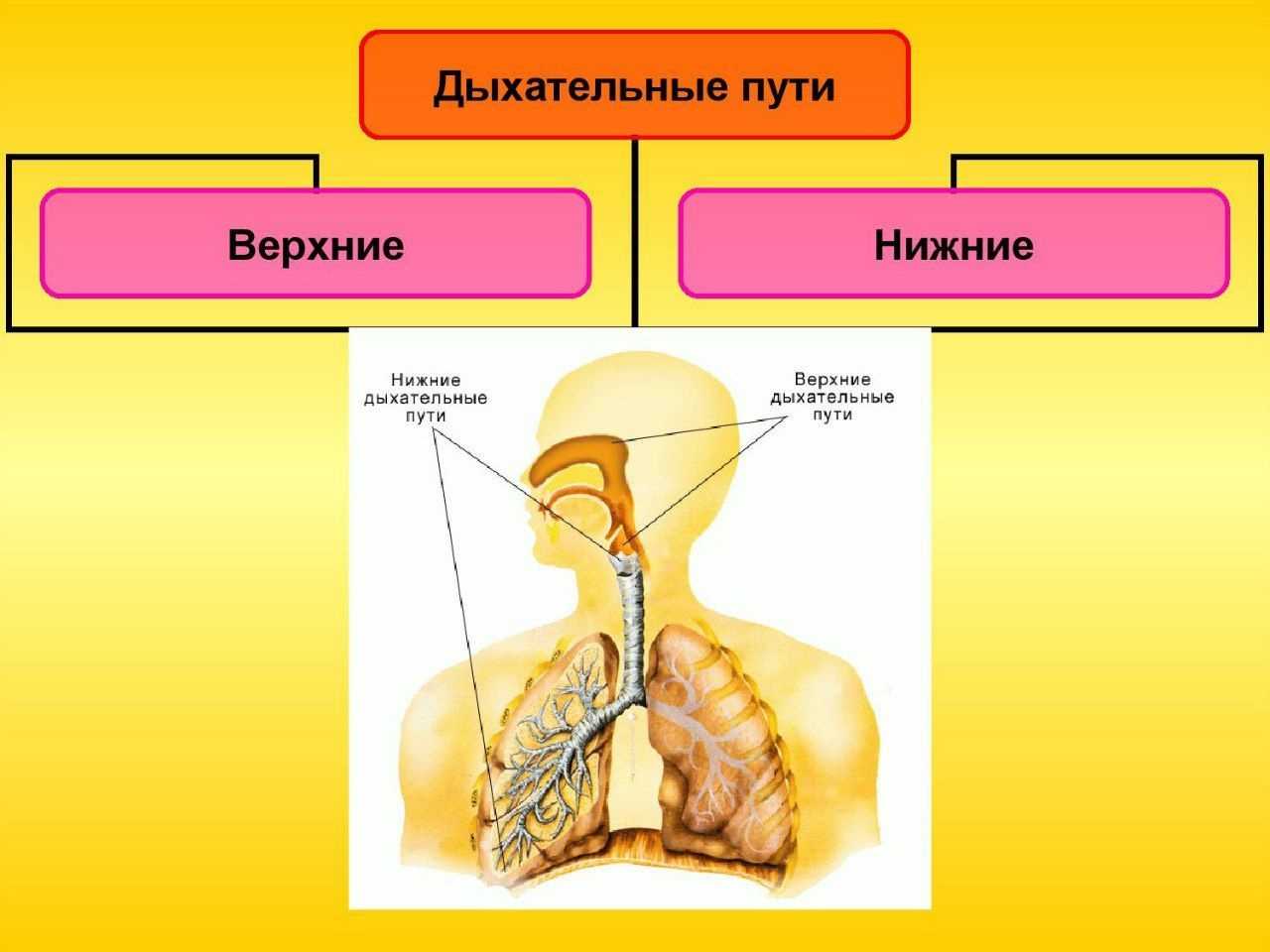 Биология 8 класс органы дыхания. Отделы дыхательной системы человека. Строение дыхательных путей. Анатомия дыхательной и пищеварительной системы человека. Значение дыхательной системы.