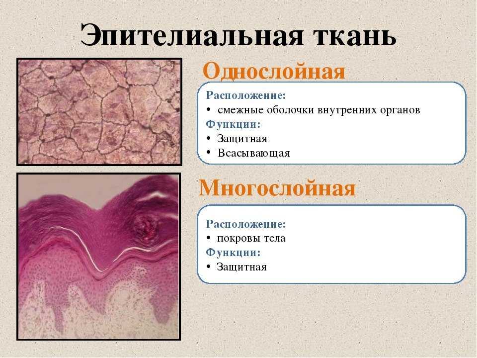 Эпителий кошки что это