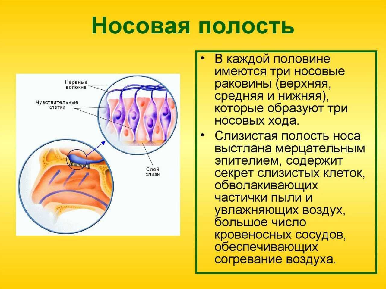 Выстилает полость. Носовая полость выстлана. Каким эпителием выстлана полость носа. Мерцательный эпителий выстилает носовую полость. Носовая полость строение и функции.