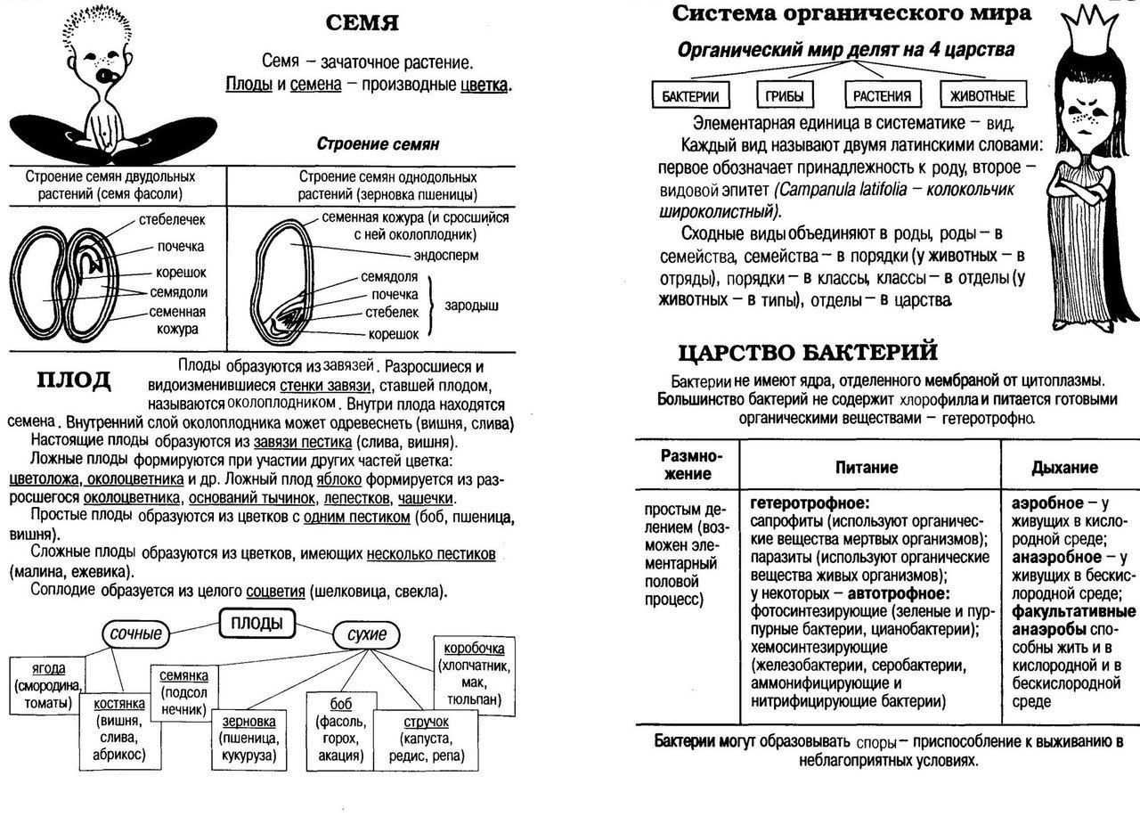 Шпоры по биологии егэ 2025