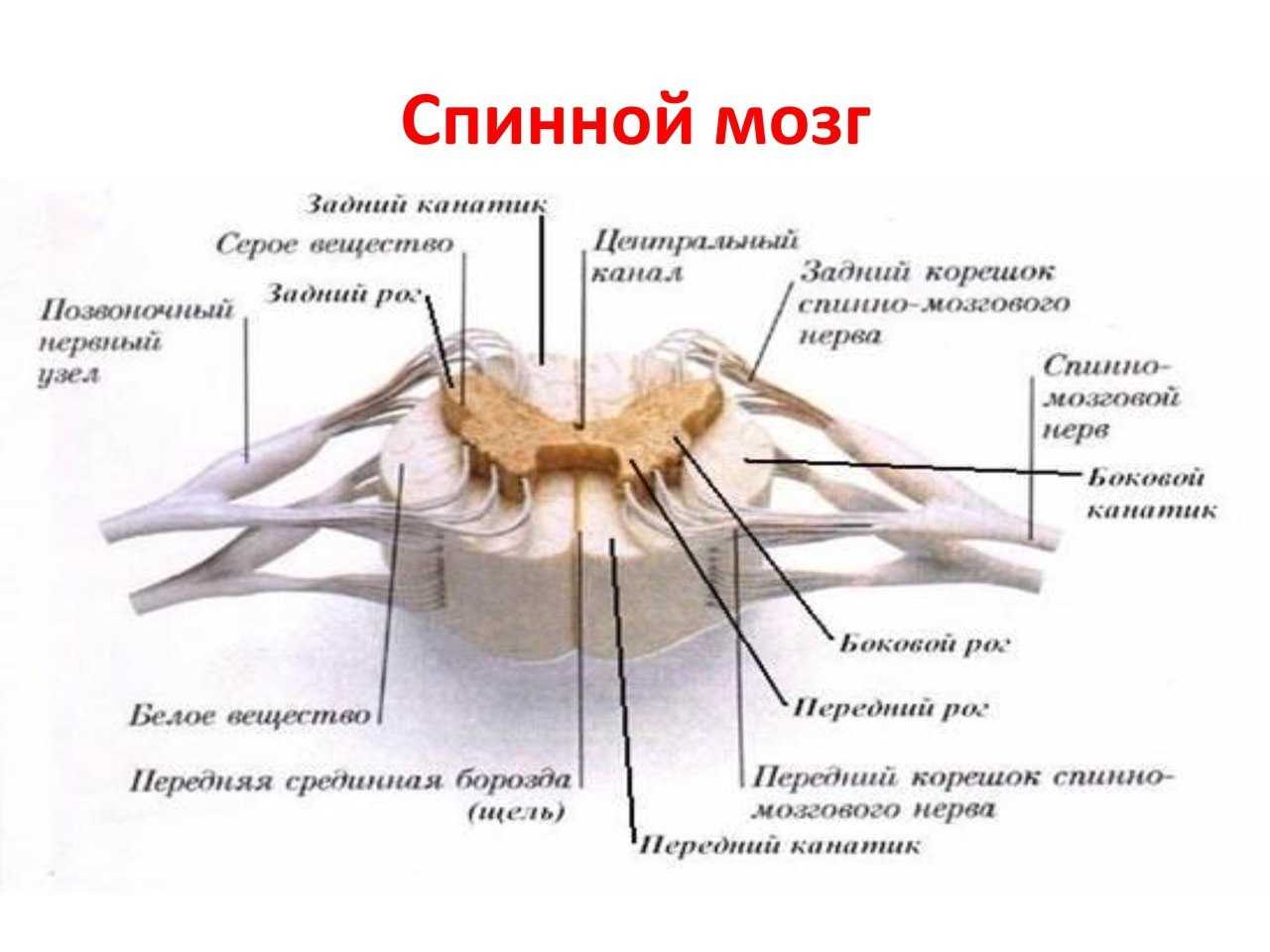 Тело и отростки расположены в спинном мозге. Строение сегмента спинного мозга. Структура внутреннего строения спинного мозга. Схема строения сегмента спинного мозга. Внешнее строение спинного мозга человека анатомия.