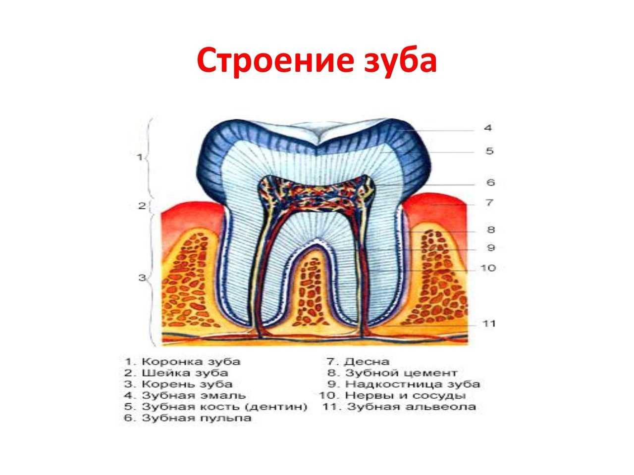 Строение зуба человека схема