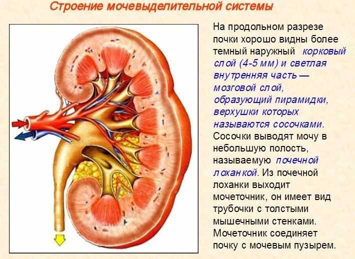 Наружный слой стенки почки называется