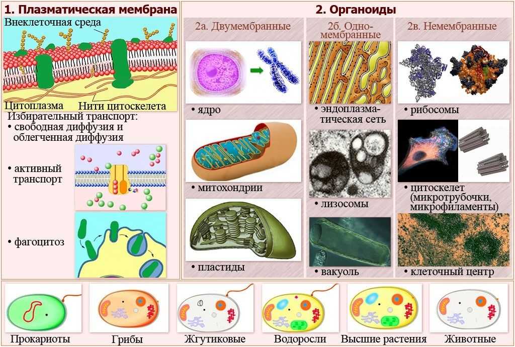 Органоиды клетки егэ рисунки