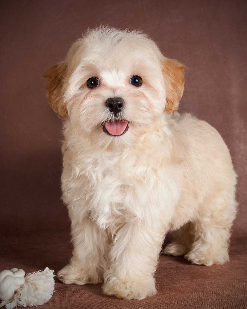 Порода мульти пул. Порода мульти пул. Мальтипу собака. Плюш собака порода. Собачка ирины мягковой.