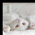 Ollis